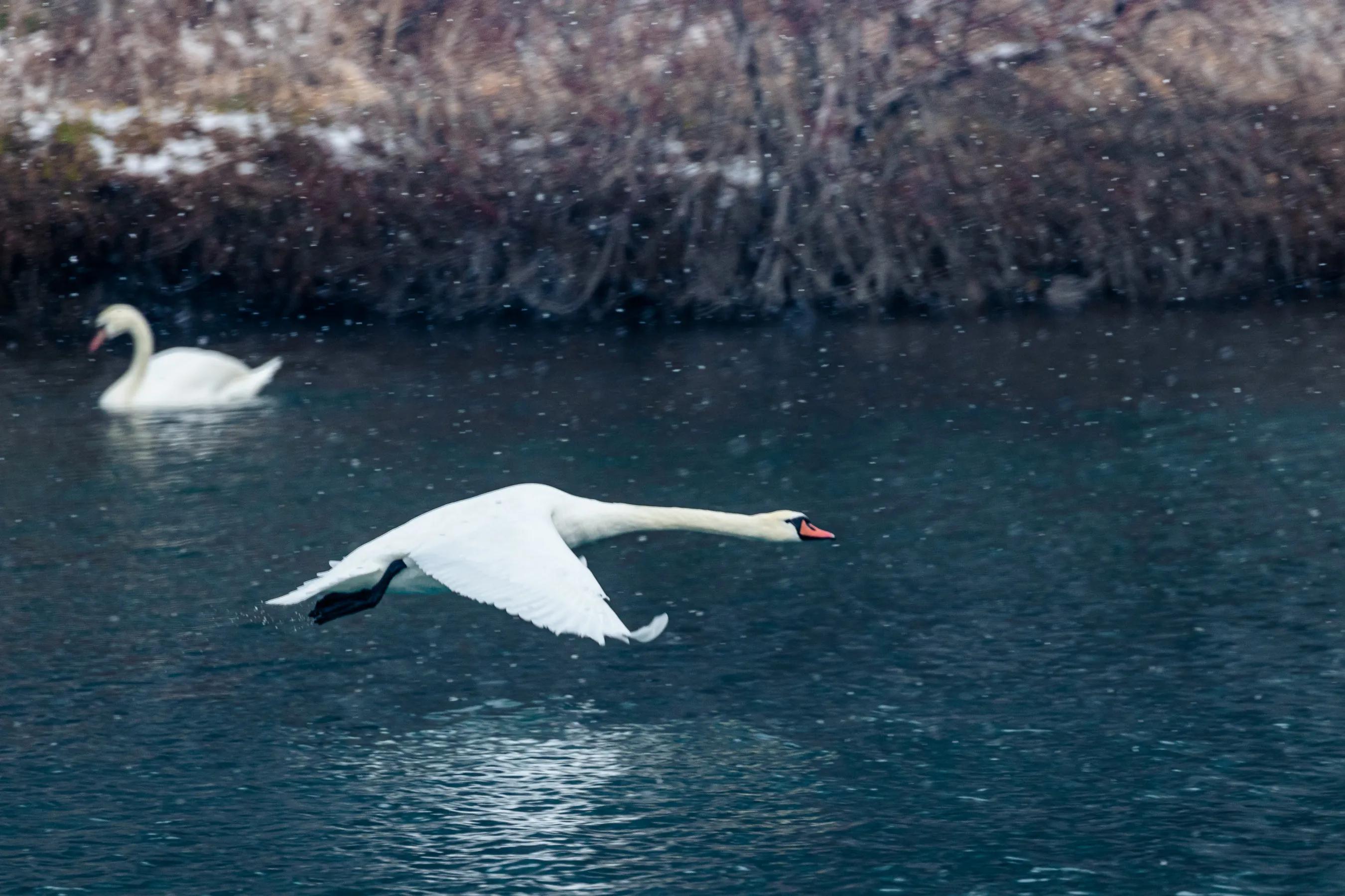 天鹅湖的故事(天鹅湖的故事完整版)-我的快乐小窝