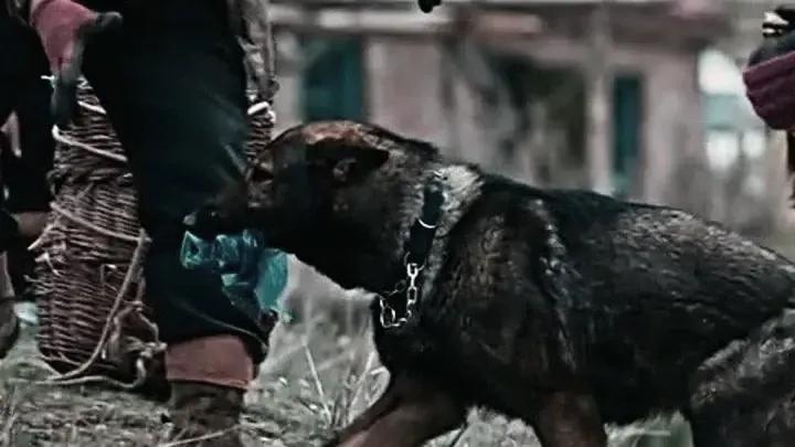 万物皆有灵 你救我一命 我护你一生