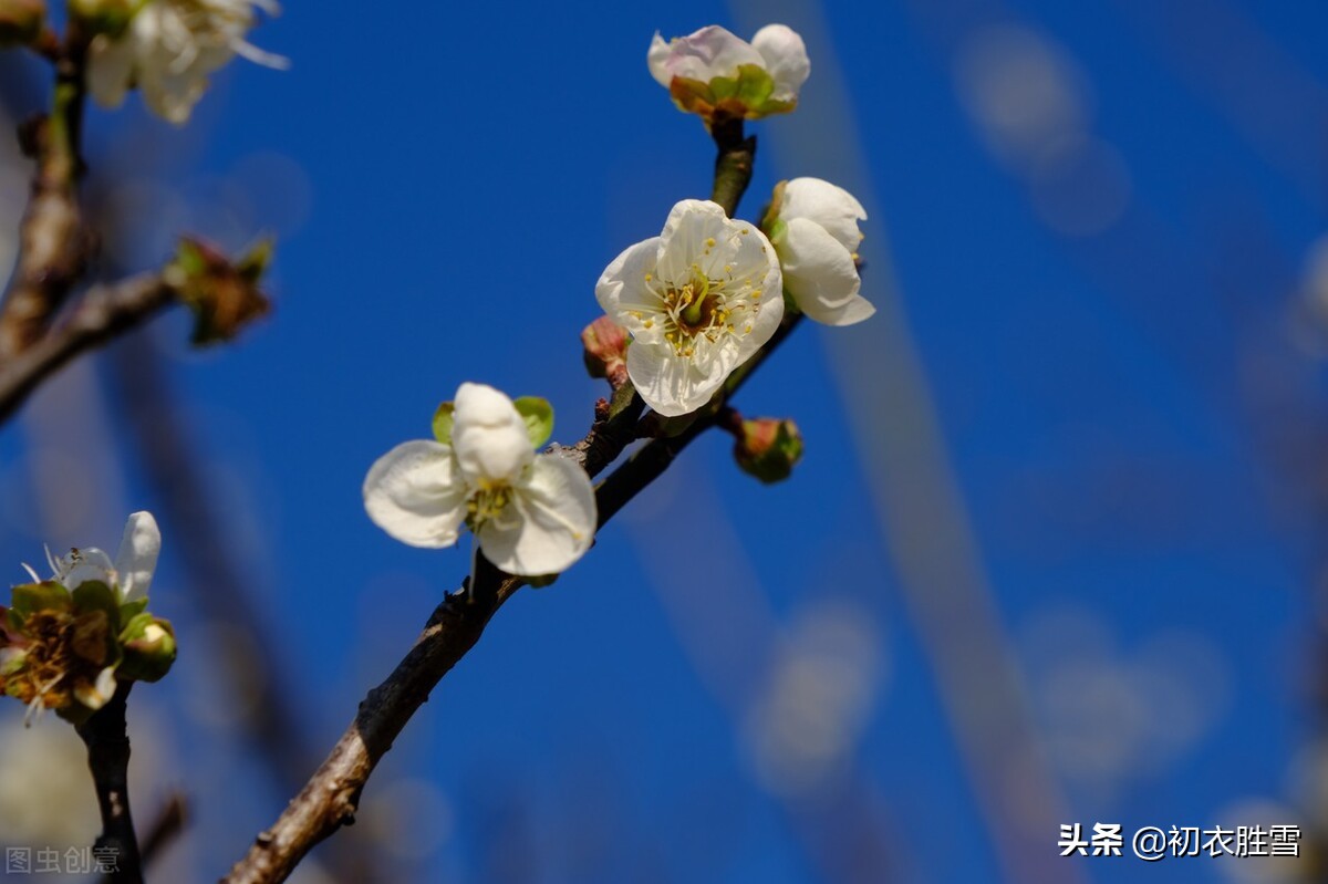 韩偓深冬梅花三首：冻白雪为伴，寒香风是媒，自向深冬著艳阳