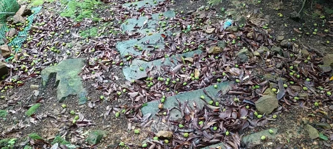 天价荔枝89元/斤？桂味变“贵味”，东莞人还吃不吃得起？