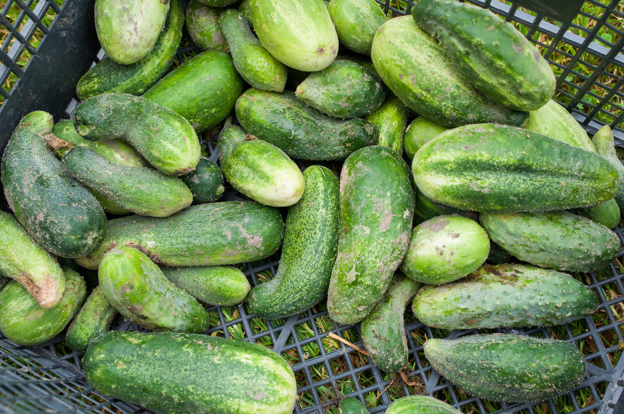 黄瓜是“激素瓜”，不仅有毒还致癌？提醒：这种黄瓜确实要少吃