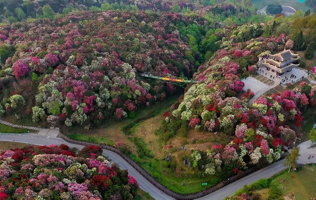 百里杜鹃花期有多美？看看这个你就知道了