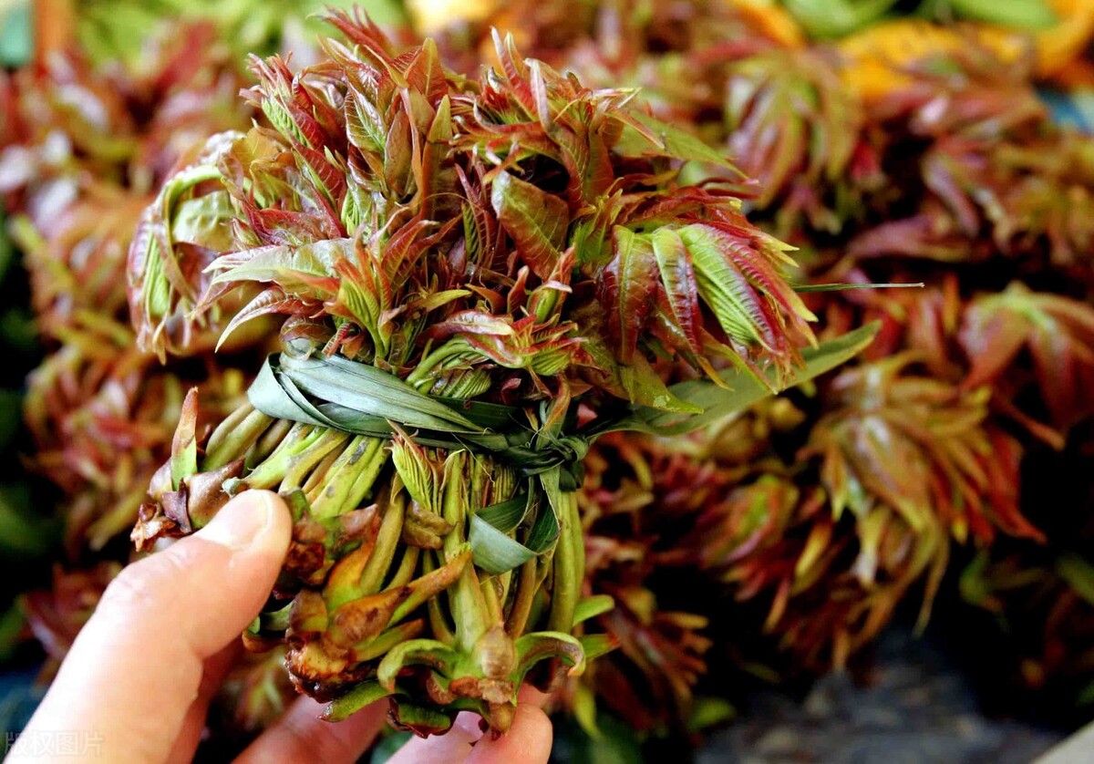 薺菜圖片大全大圖(開春就能吃的4種野菜) - 赤虎壹號