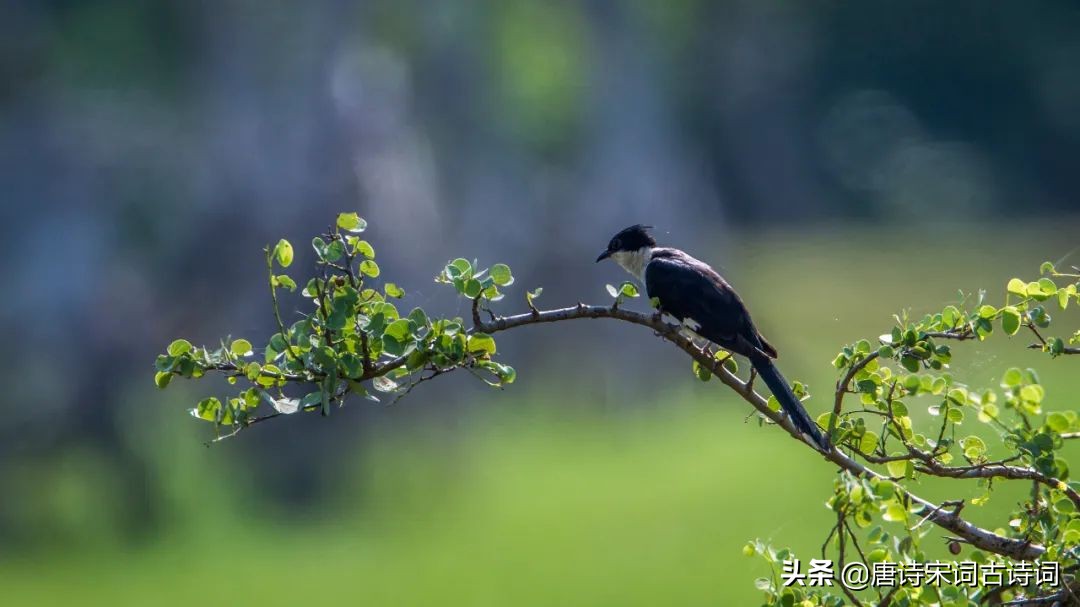 布谷鸟叫，春来春又去