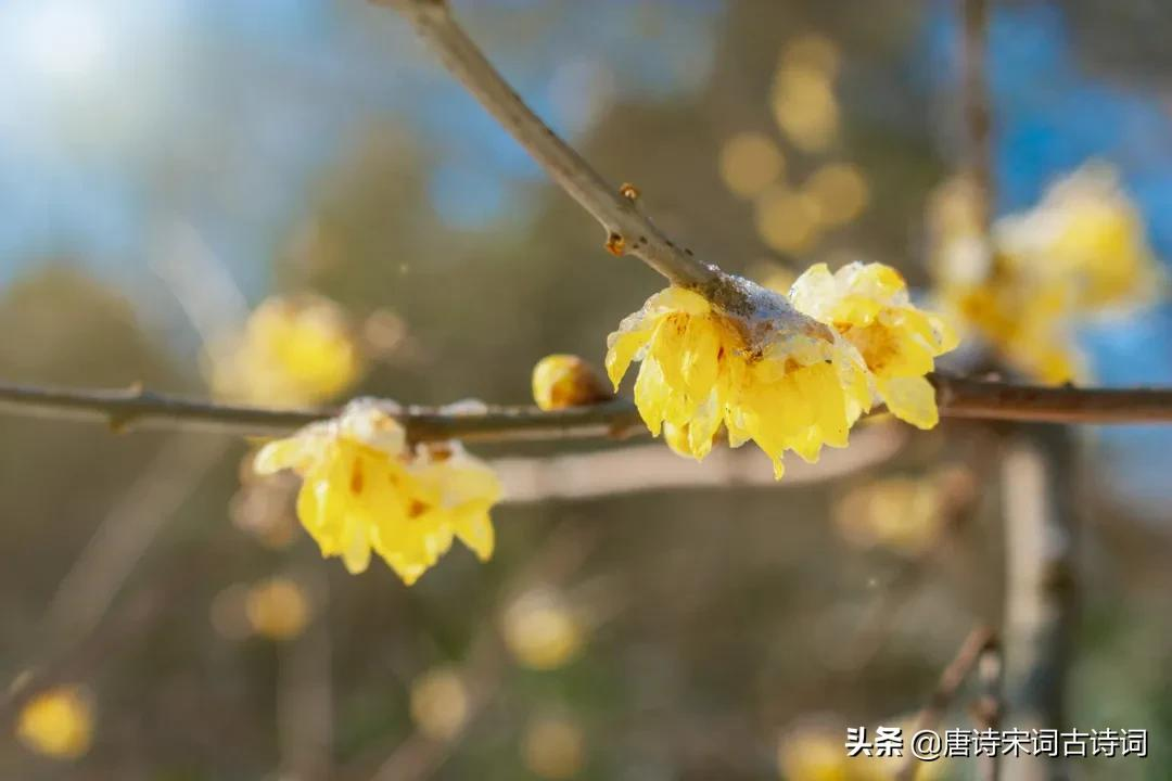 雪化了，就是春天