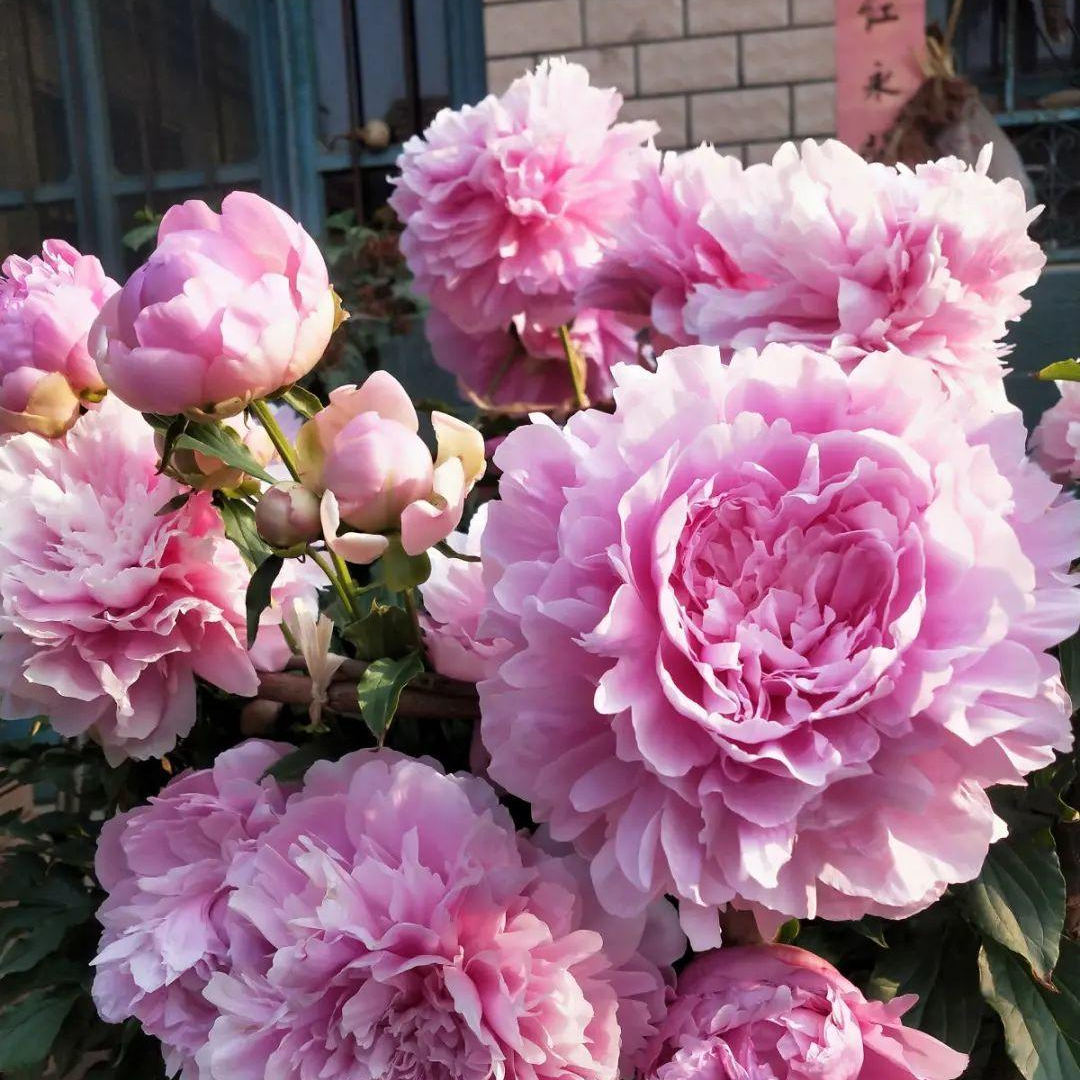 一年12月，每月都有“花神”在，你几月出生？别错过你的幸运花