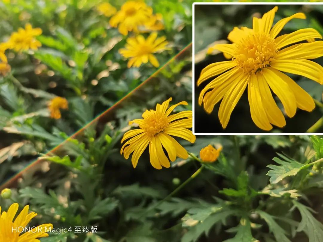 荣耀Magic4 至臻版测评：影像旗舰中的“傻瓜相机”