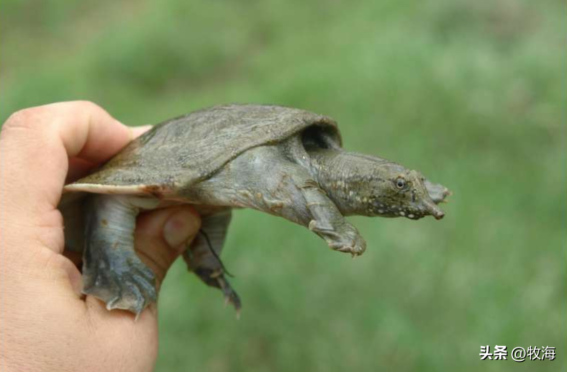 野生中华鳖生长缓慢,它们吃什么长大?