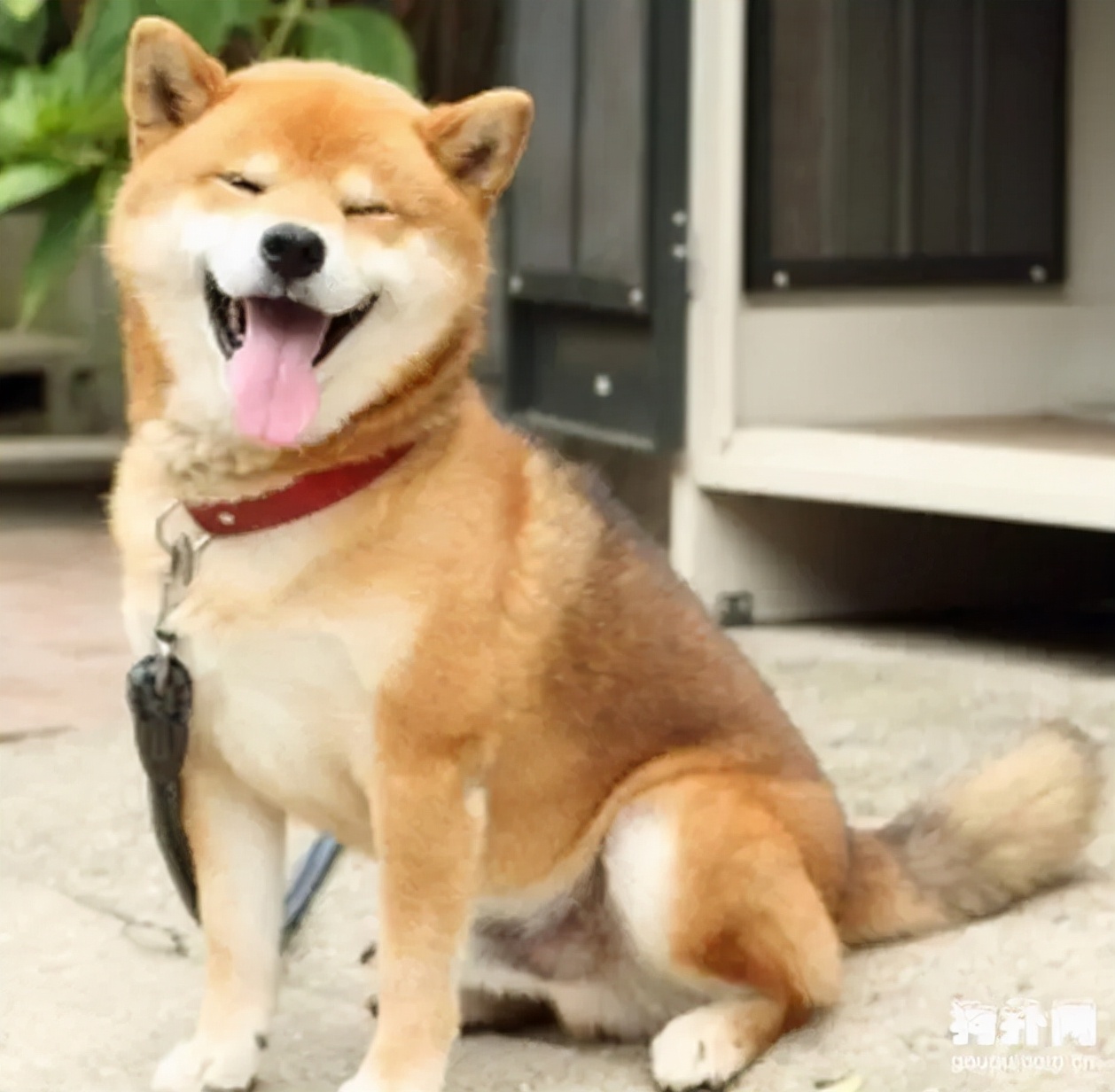 京巴犬图片京巴犬图片短毛
