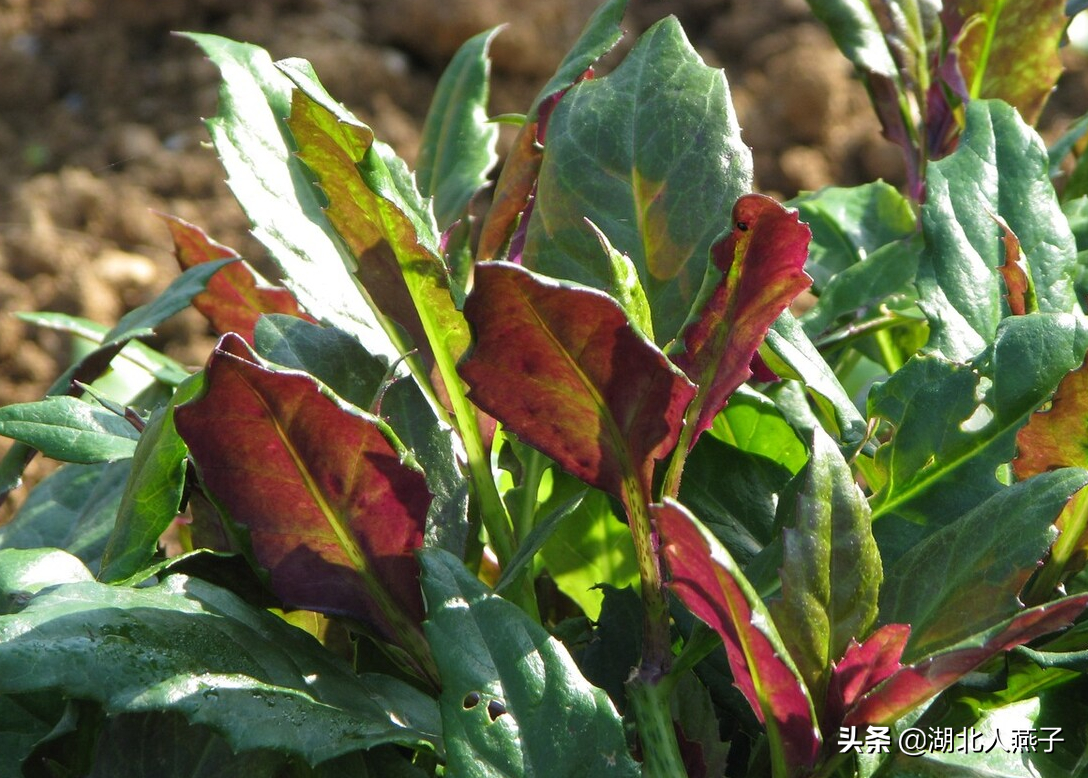 夏季摘野菜，送你61种野菜大图鉴，让你轻松认识各种野菜和吃法