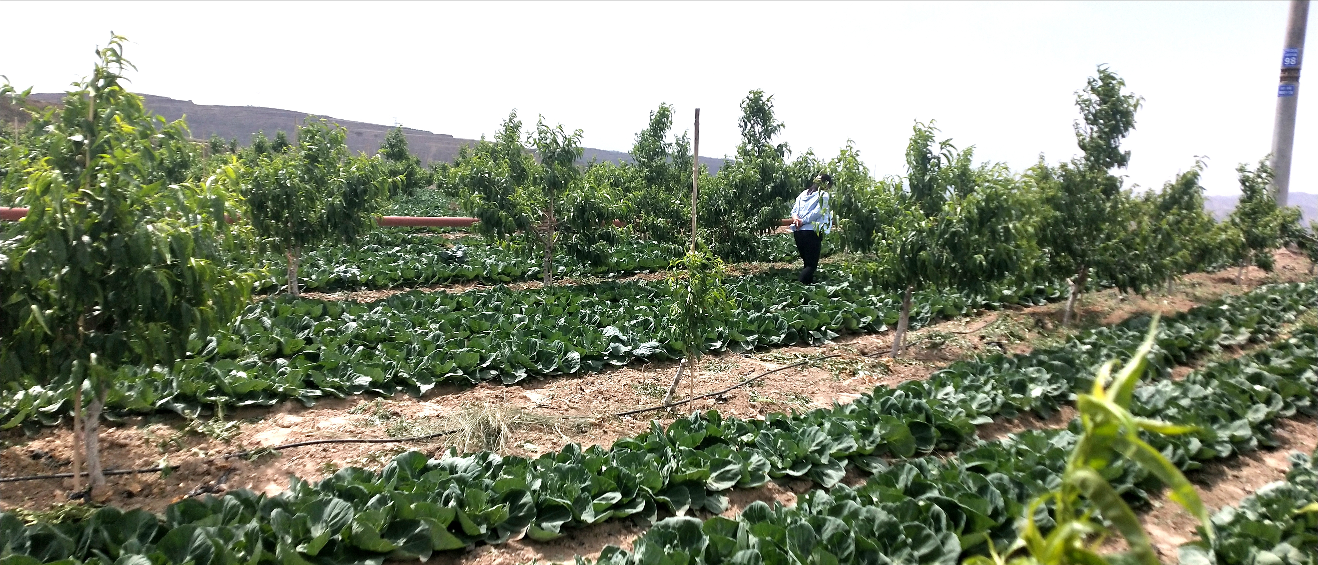 强化党建引领 助力乡村振兴
