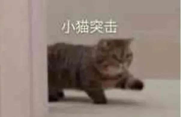 表情包｜小猫突击