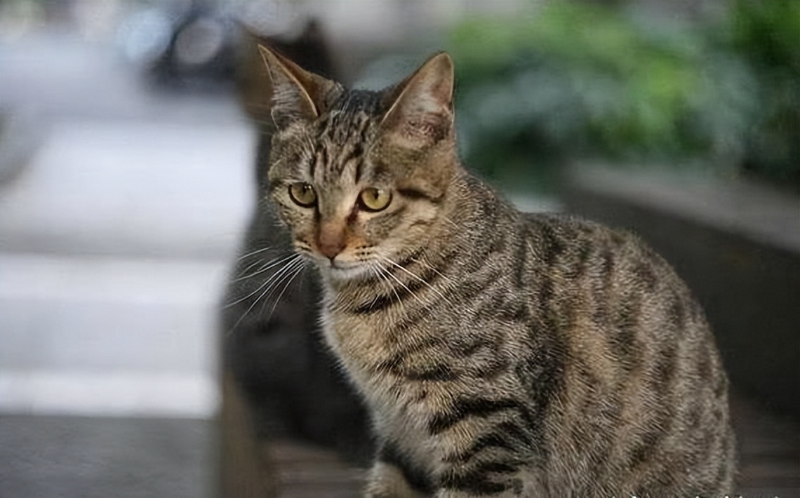 美短和狸花猫图片对比(美短) - 赤虎壹号