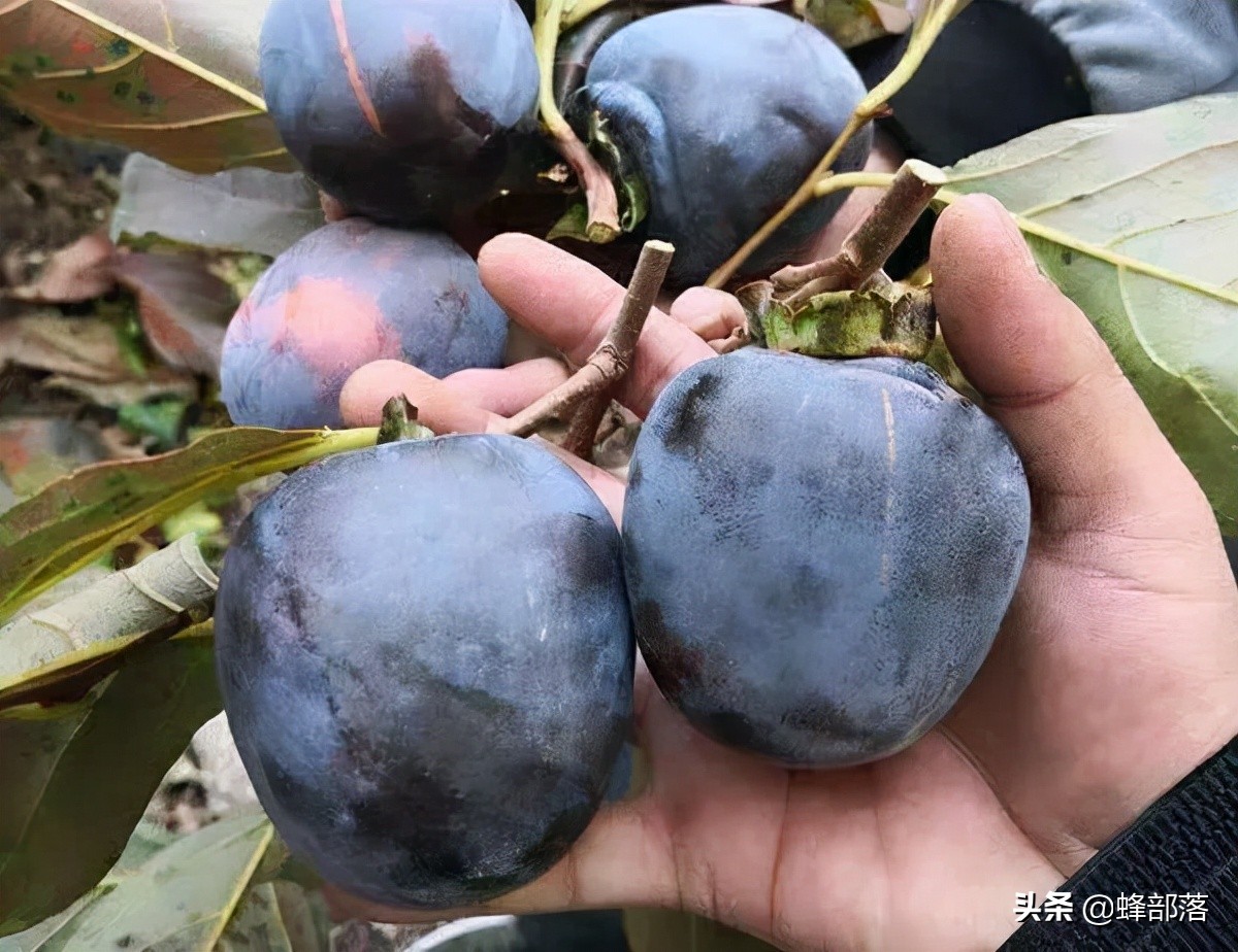 小柿子葉,