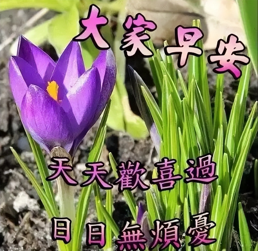 早上好表情包 一声问候 快乐相伴 一声祝福 幸福安康 祝你今日最温馨图片