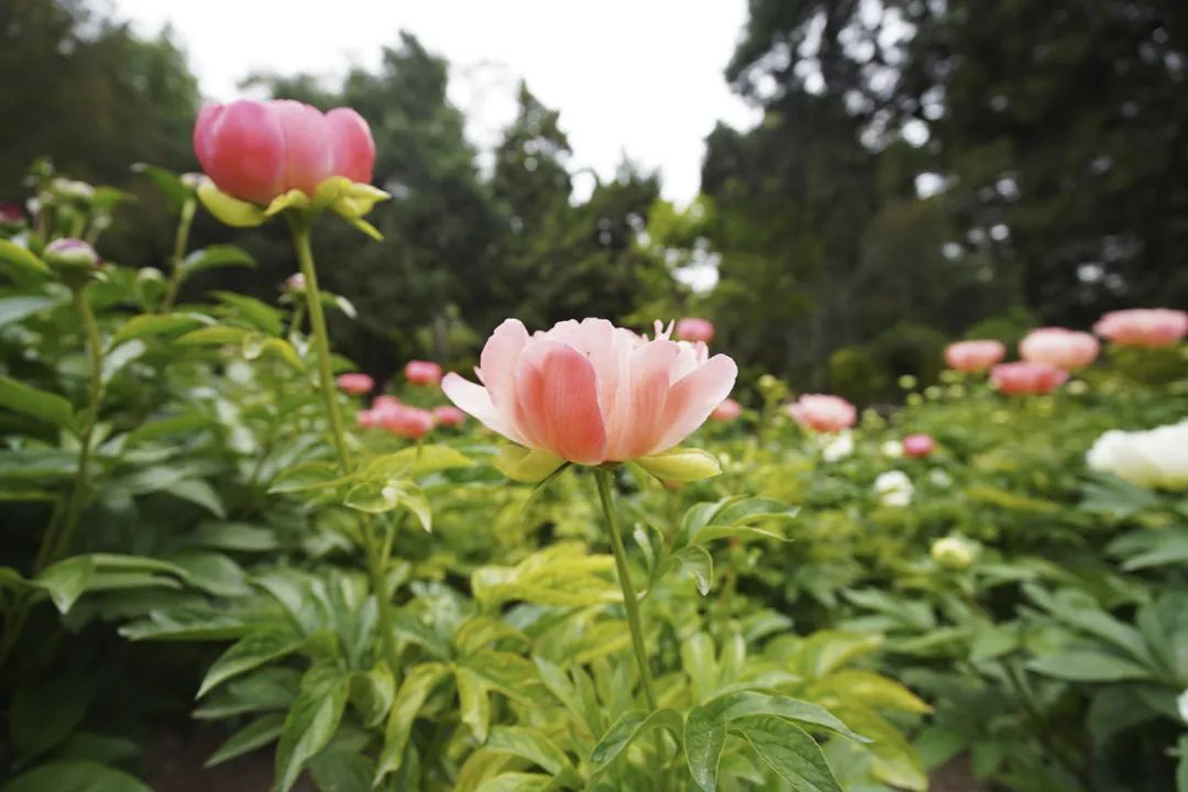 视频拍摄的新宠？无忌测评索尼FE PZ 16-35mm F4 G镜头