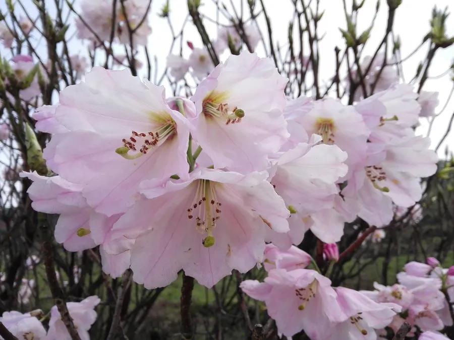 “花中西施”杜鹃花十大绝美品种图组分享