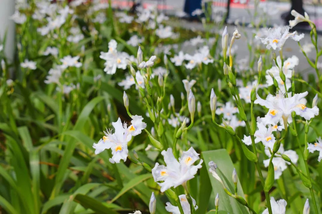 "悦"享春光，花香满"湖"！悦湖园区的花都开好啦，打卡走起！