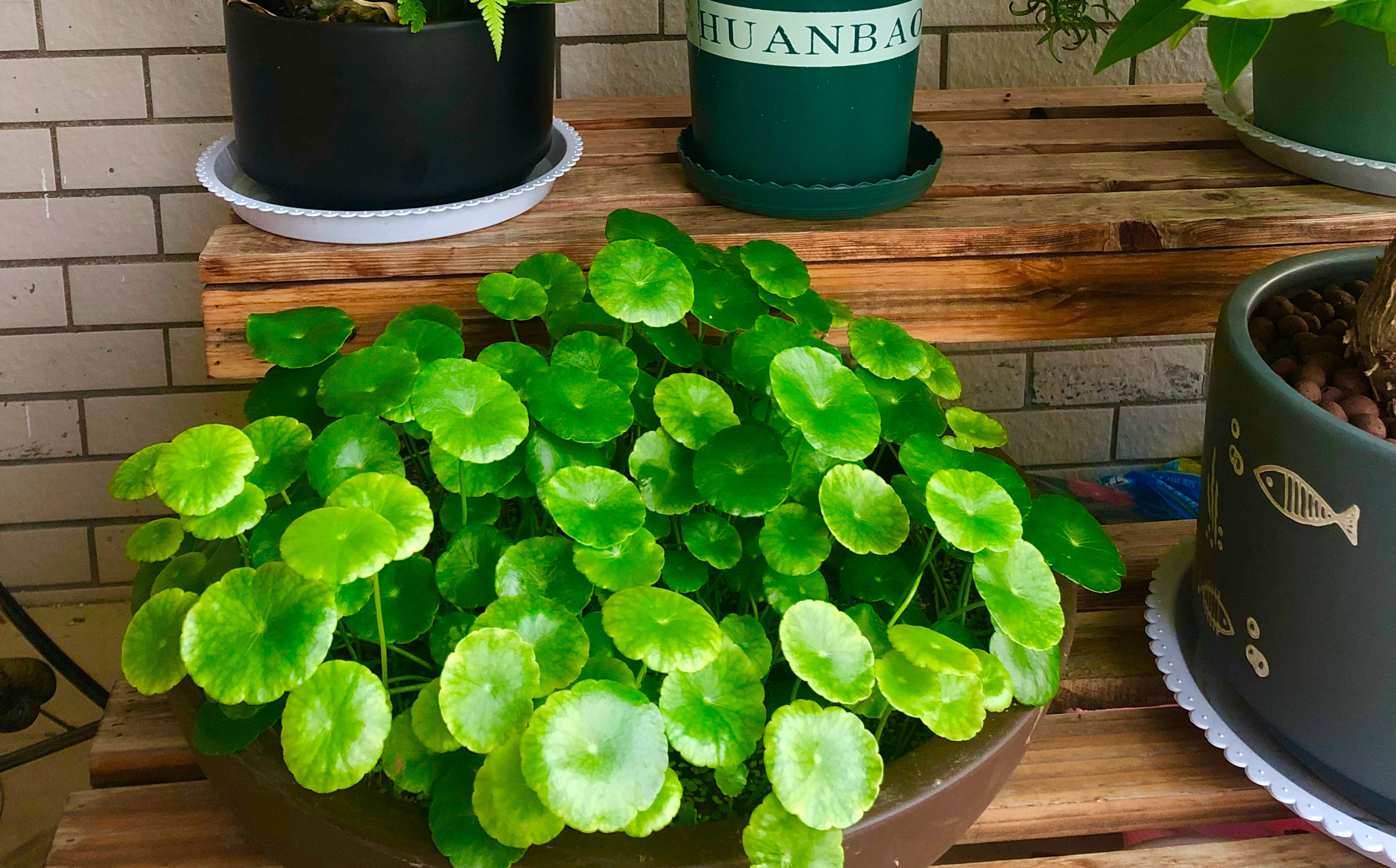 养铜钱草用"一招",由少变多,叶子多"财运旺",顺利过冬