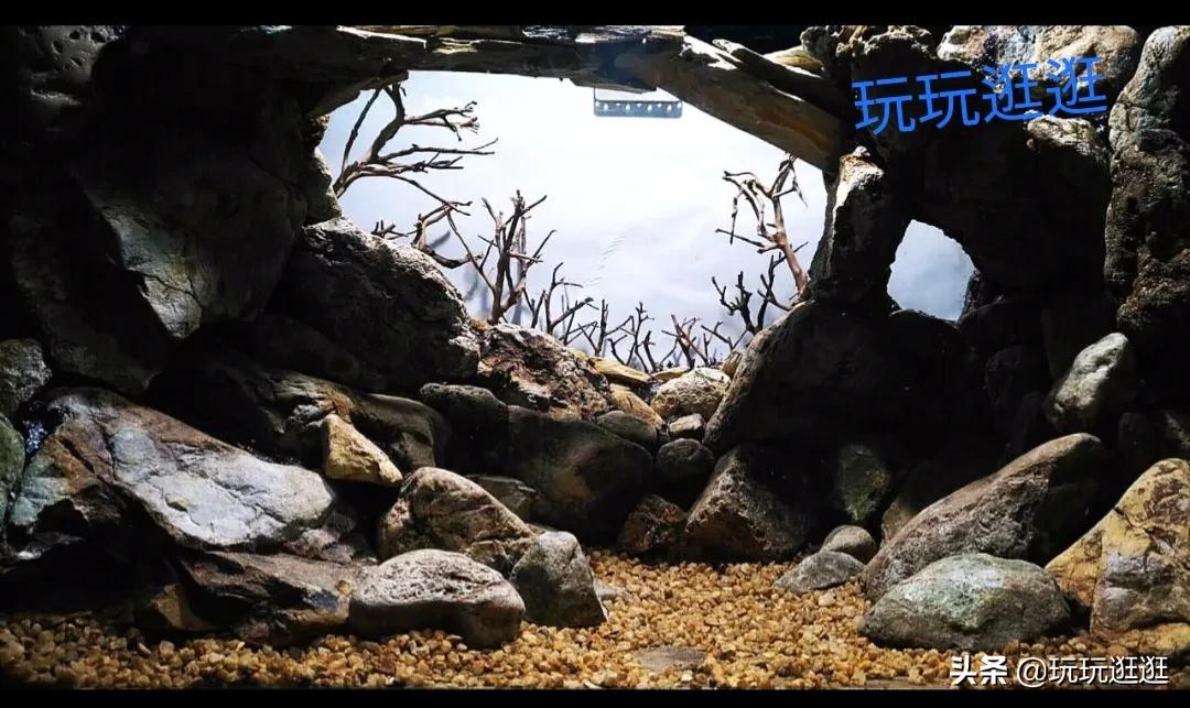什么鱼不会吃虾(什么鱼不会吃虾仁)