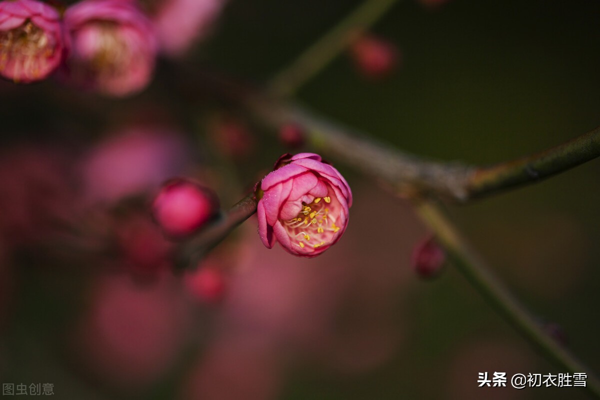 迎腊梅花六首：梅生红粟初迎腊，迎腊梅花无数开