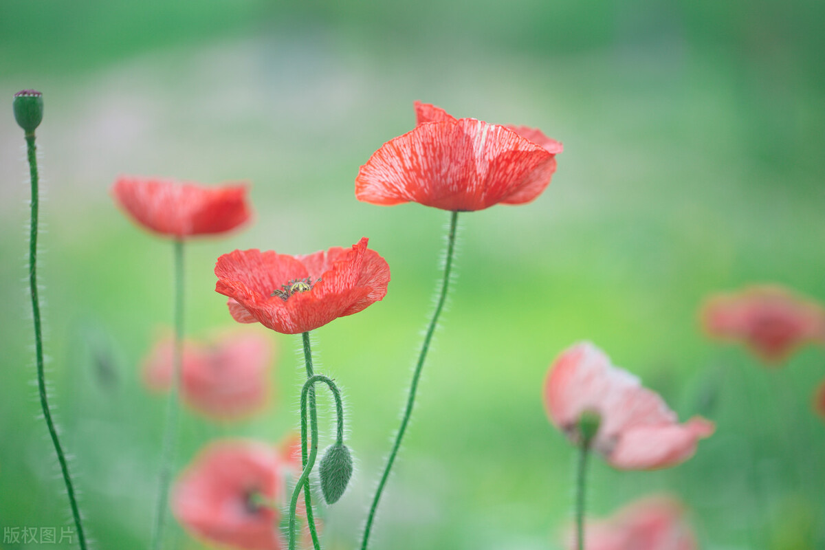 生命不老，相思不止，写给心中无可替代的某人