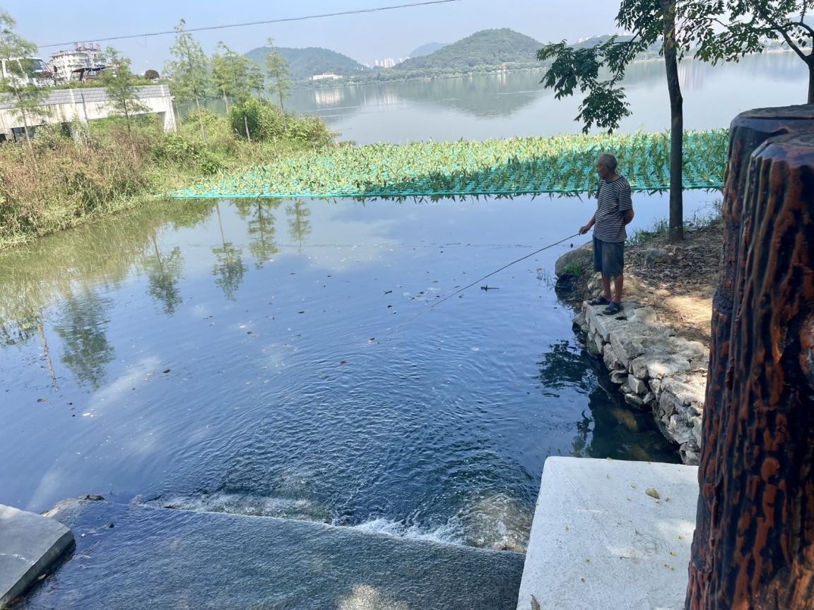 水清岸綠 魚翔淺底 黃石西塞山雨污分流民生工程初見成效