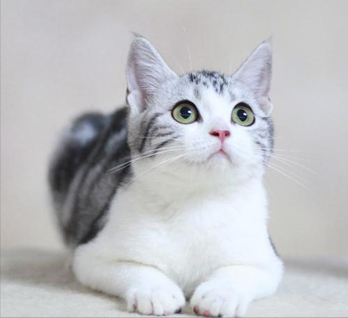 纯种"美短猫"的6大特征,原来很多人养的都是串串