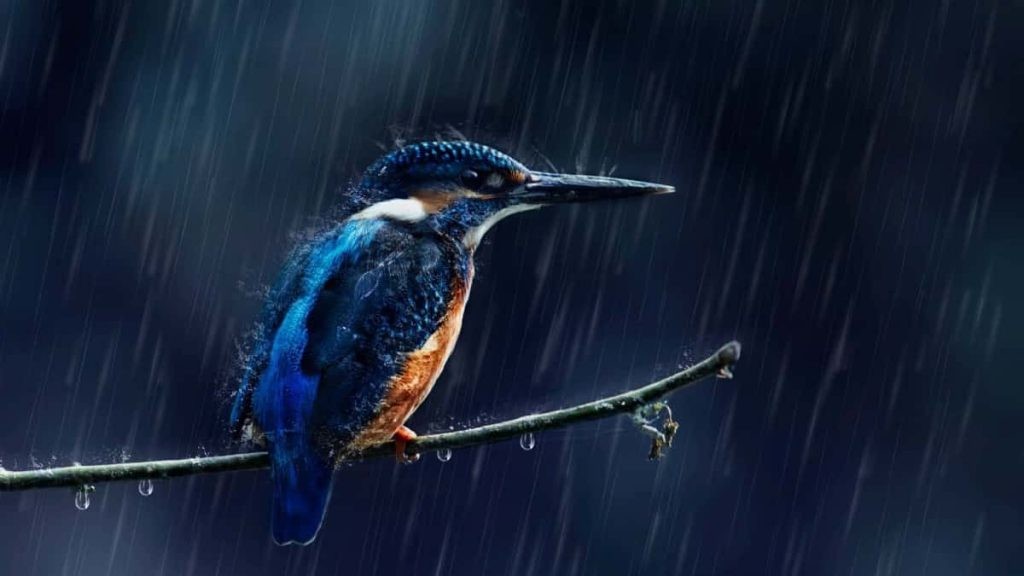 大部分鸟窝都是露天的，下雨的时候，鸟儿怎么避雨呢？