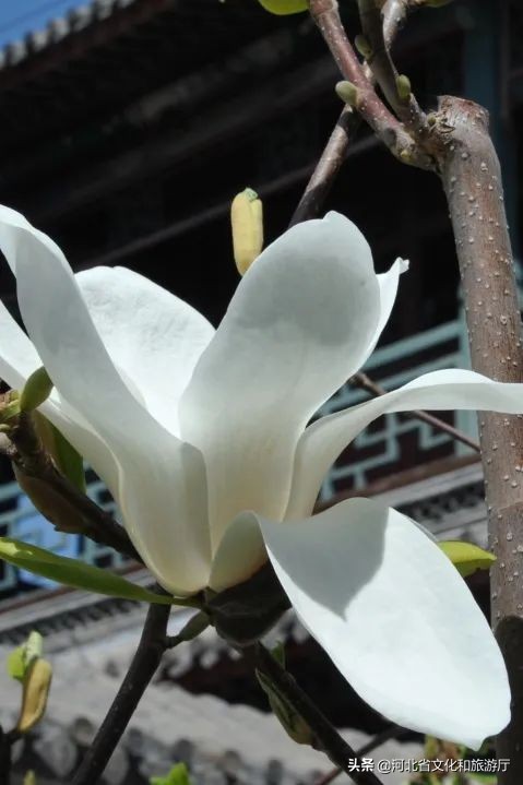 诗意园林春日寻，人间芳菲四月天