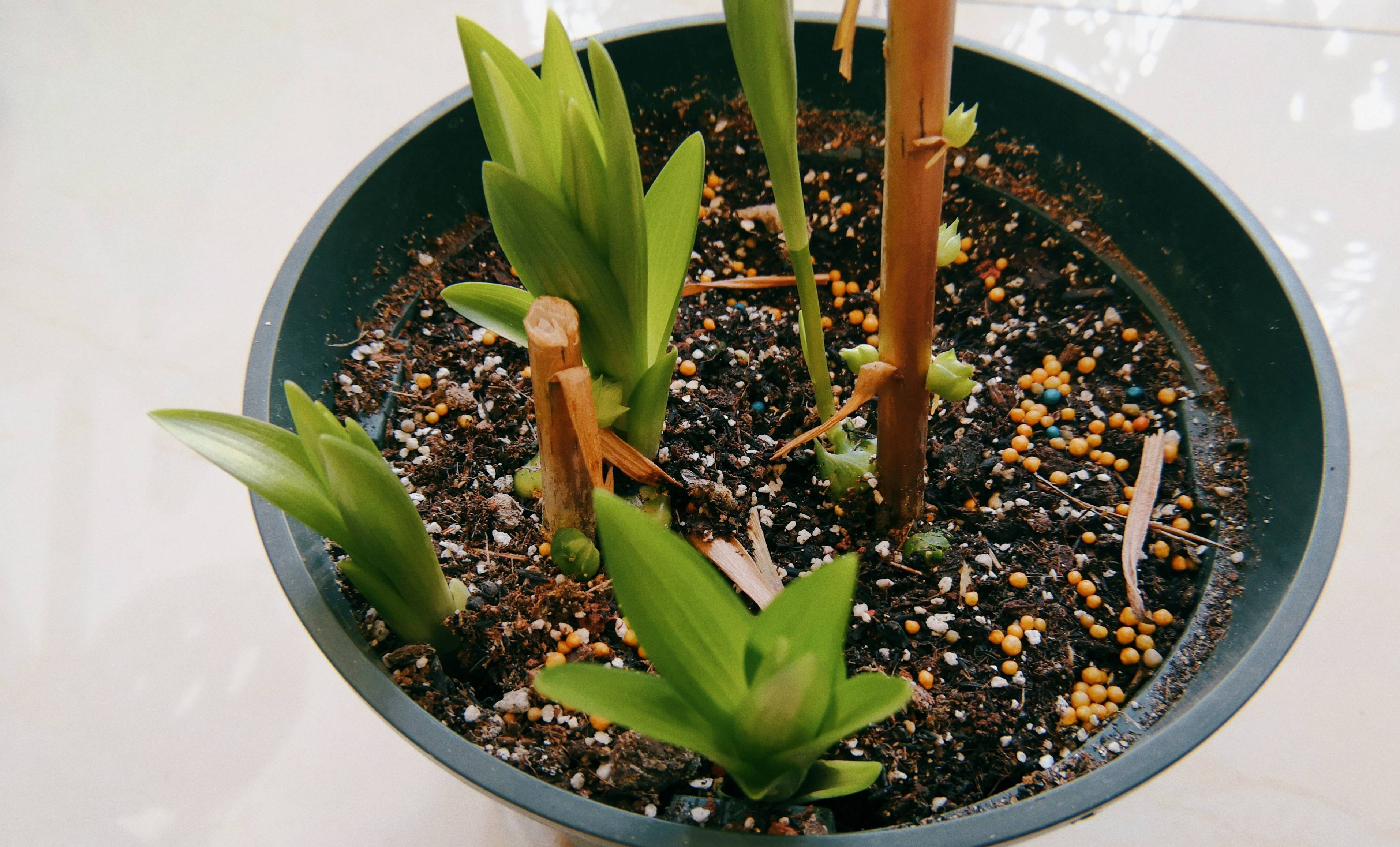 百合花的3个种植小技巧,开花"碗口大",芳香美丽,连年开花