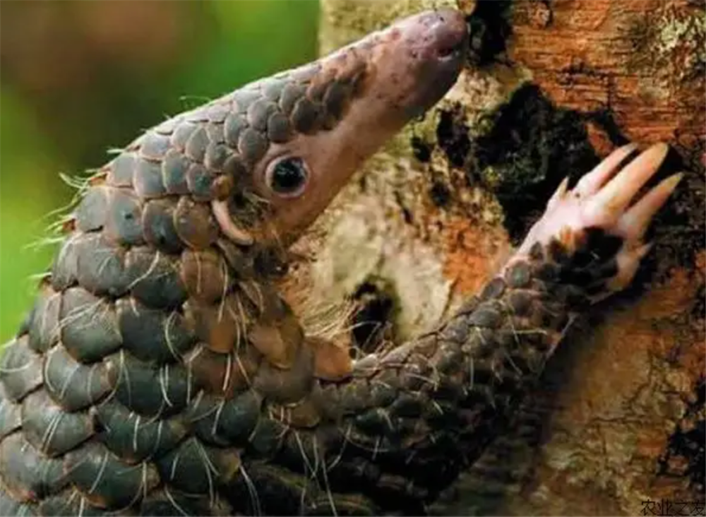 铜壁关出现穿山甲，用尾巴勾住树干，伸出长舌头，一天吃1斤蚂蚁