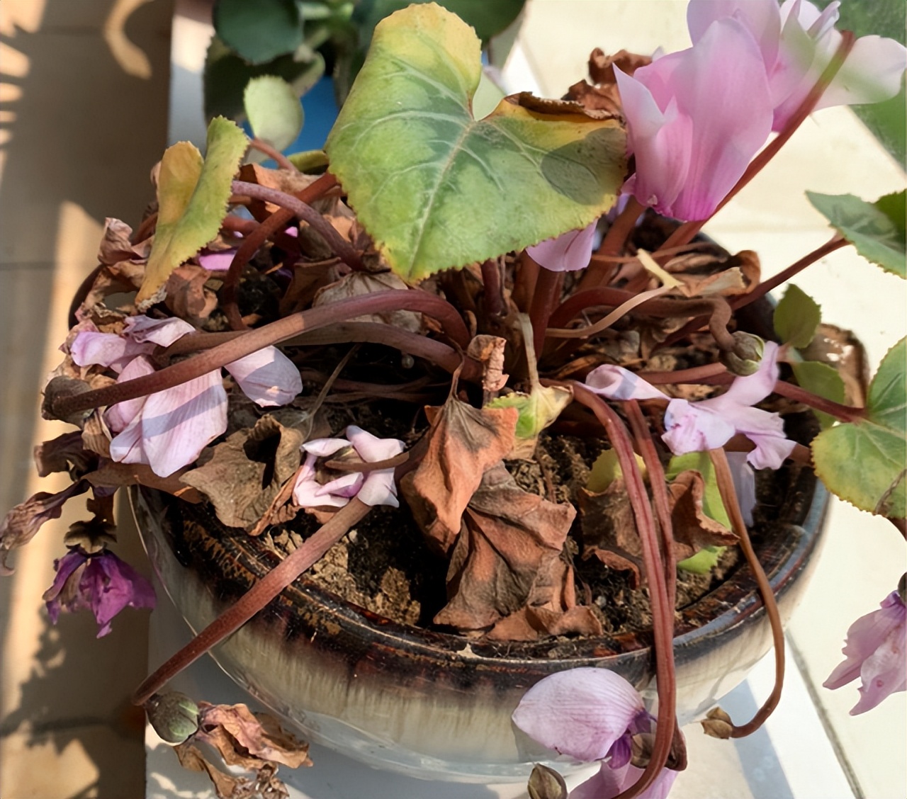 第一种会装死的花:仙客来