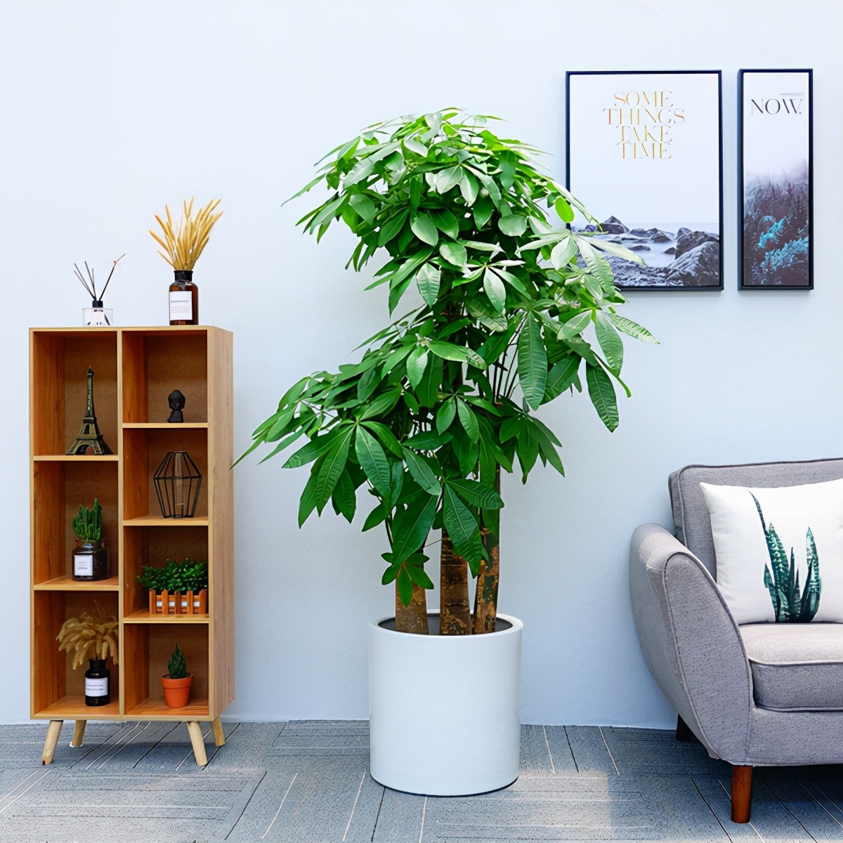 居家养发财树,需要注意,不能频繁浇水,建议土壤三四成干浇一次透水