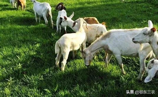 农村养羊可以种植多年生黑麦草(农村养羊可以种植多年生黑麦草吗)