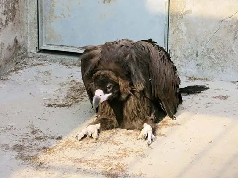 2013年，沈阳男子救下一只凶猛秃鹫，不料康复后性情大变，甚至比小孩还听话