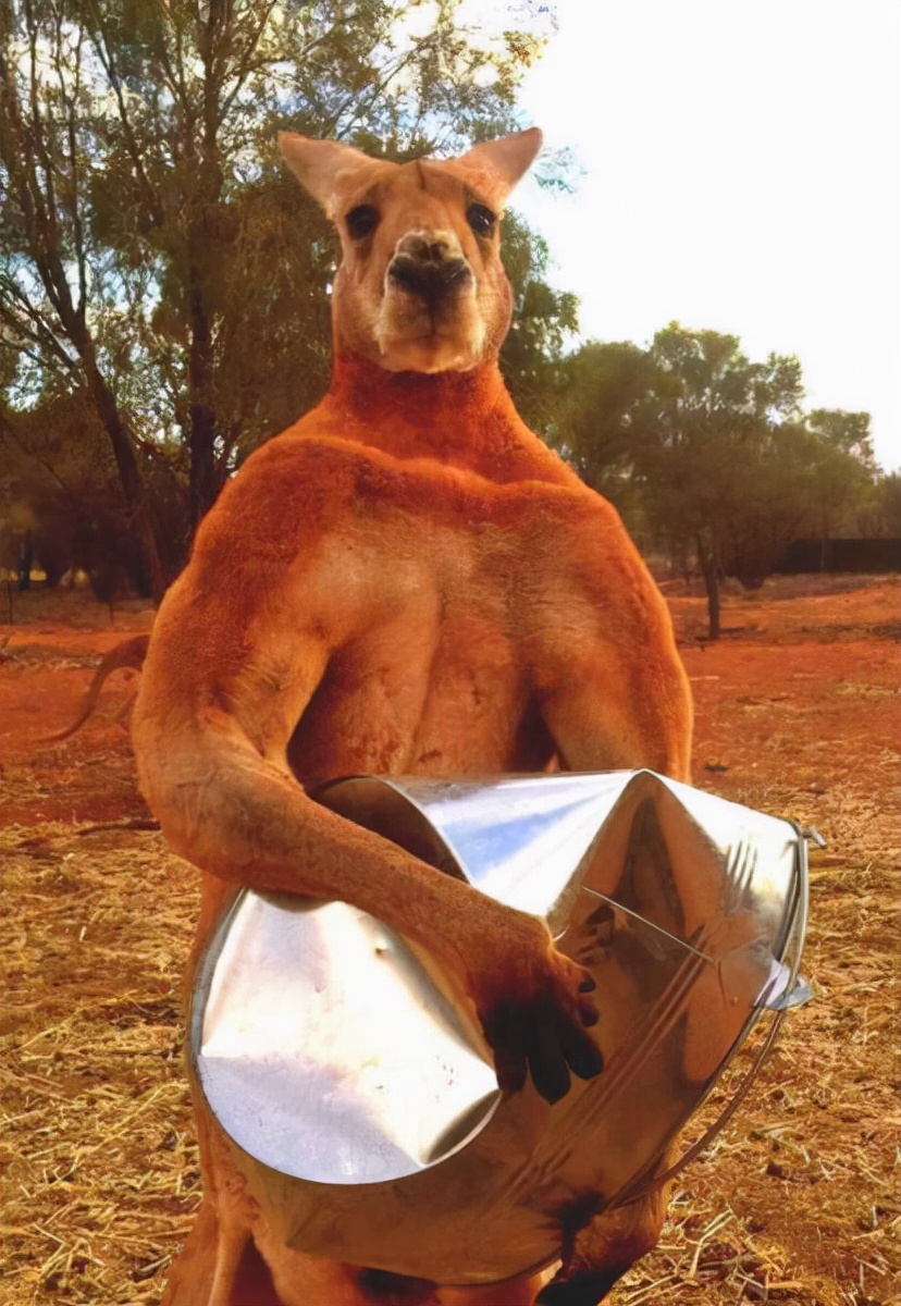 95个难得一见的真实照片,雪地迷彩服,狗熊骑人,女摄影师