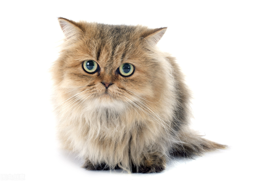 猫界颜值排行榜，究竟谁是猫界的天花板？