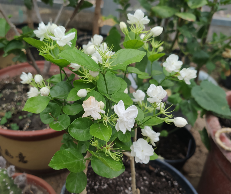 新手想养花，做好简单“3步”，养好一点都不难，关键在“方法”