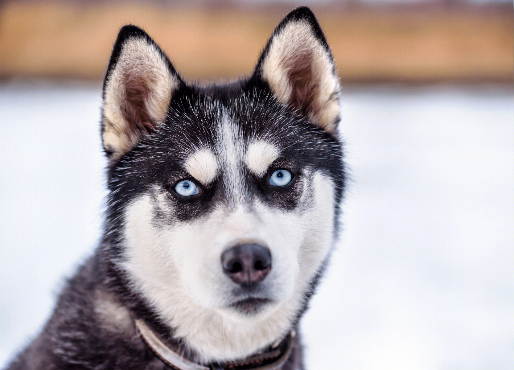 若"哈士奇"有这些特征,说明它很"纯"