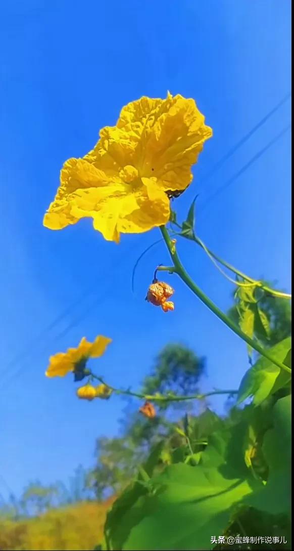 百花盛开，姹紫嫣红，赏心悦目，令人陶醉