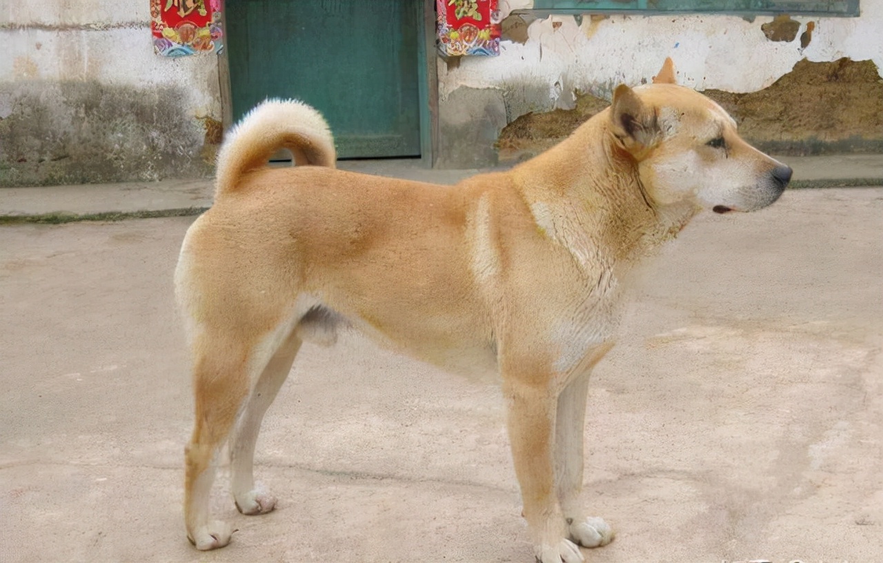 最好养的几种狗,新手也能养好,一年四季都健康