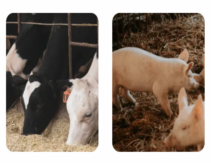 畜牧家禽养殖智慧化，农业管理更高效