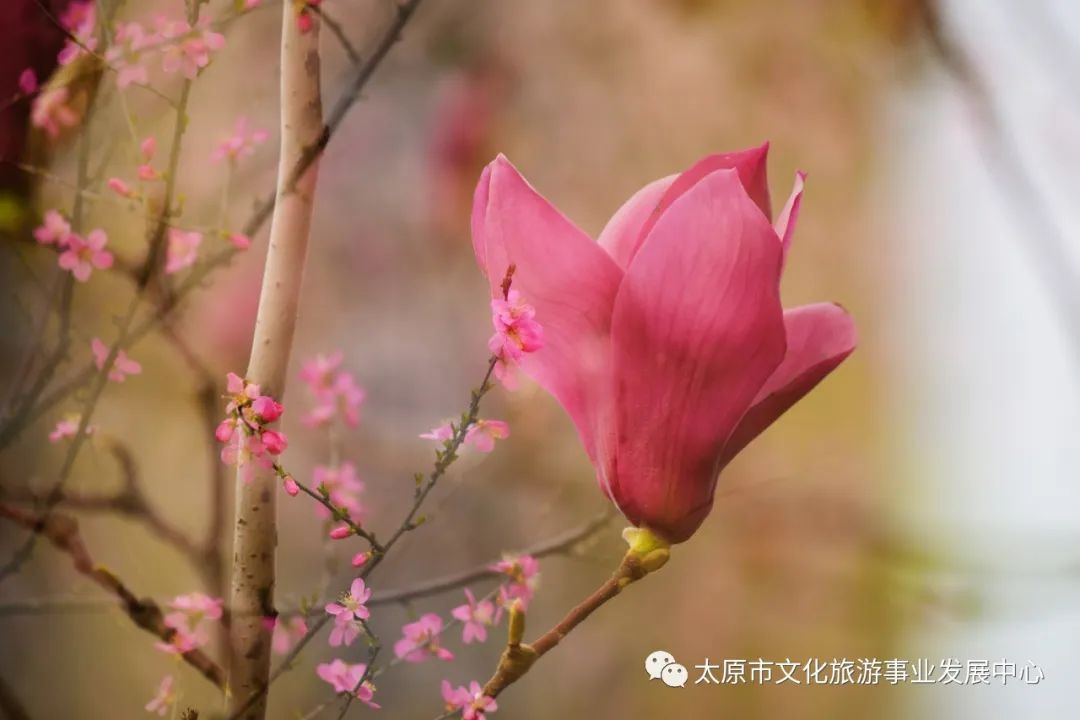 线上展览|“山河春意 锦绣太原——花的世界”主题摄影线上图片展（十七）