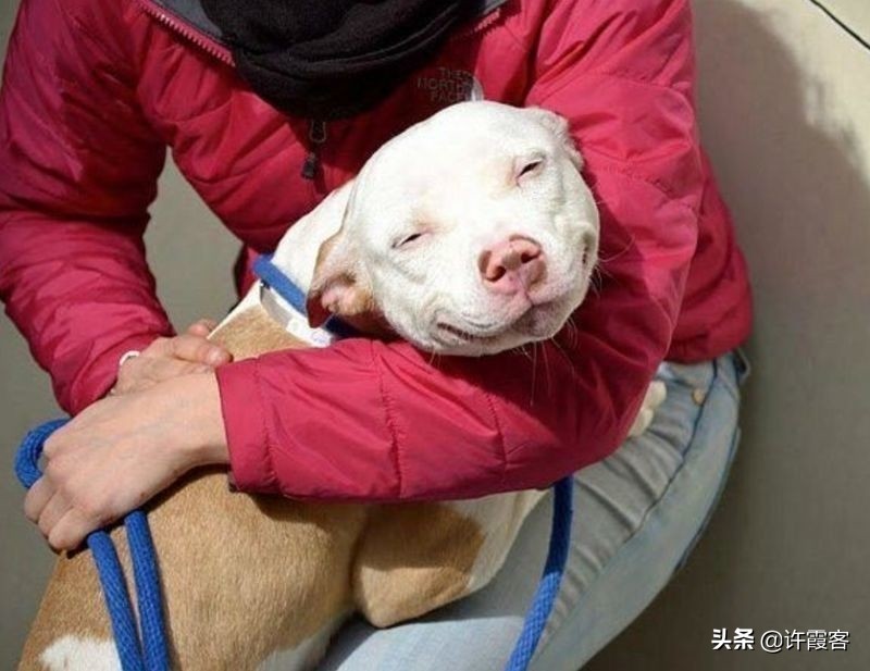 无论是狗仗人势，还是人模狗样，你的爱犬永远是你最忠诚的朋友