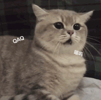 最乖的和最调皮的猫，没有对比就没有伤害，你家猫咪上榜了吗？