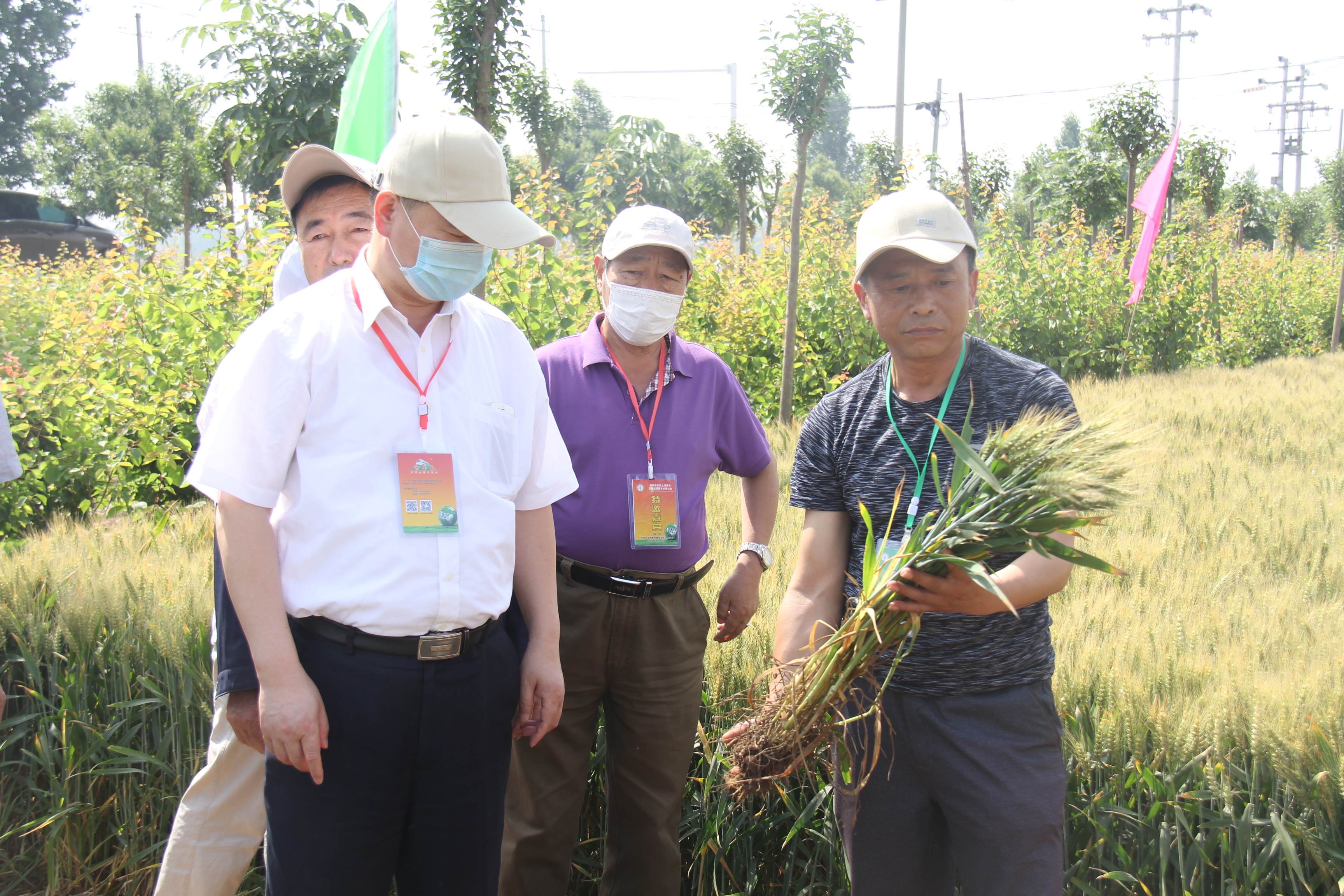 河南：糧食產量連續16年豐收的背后