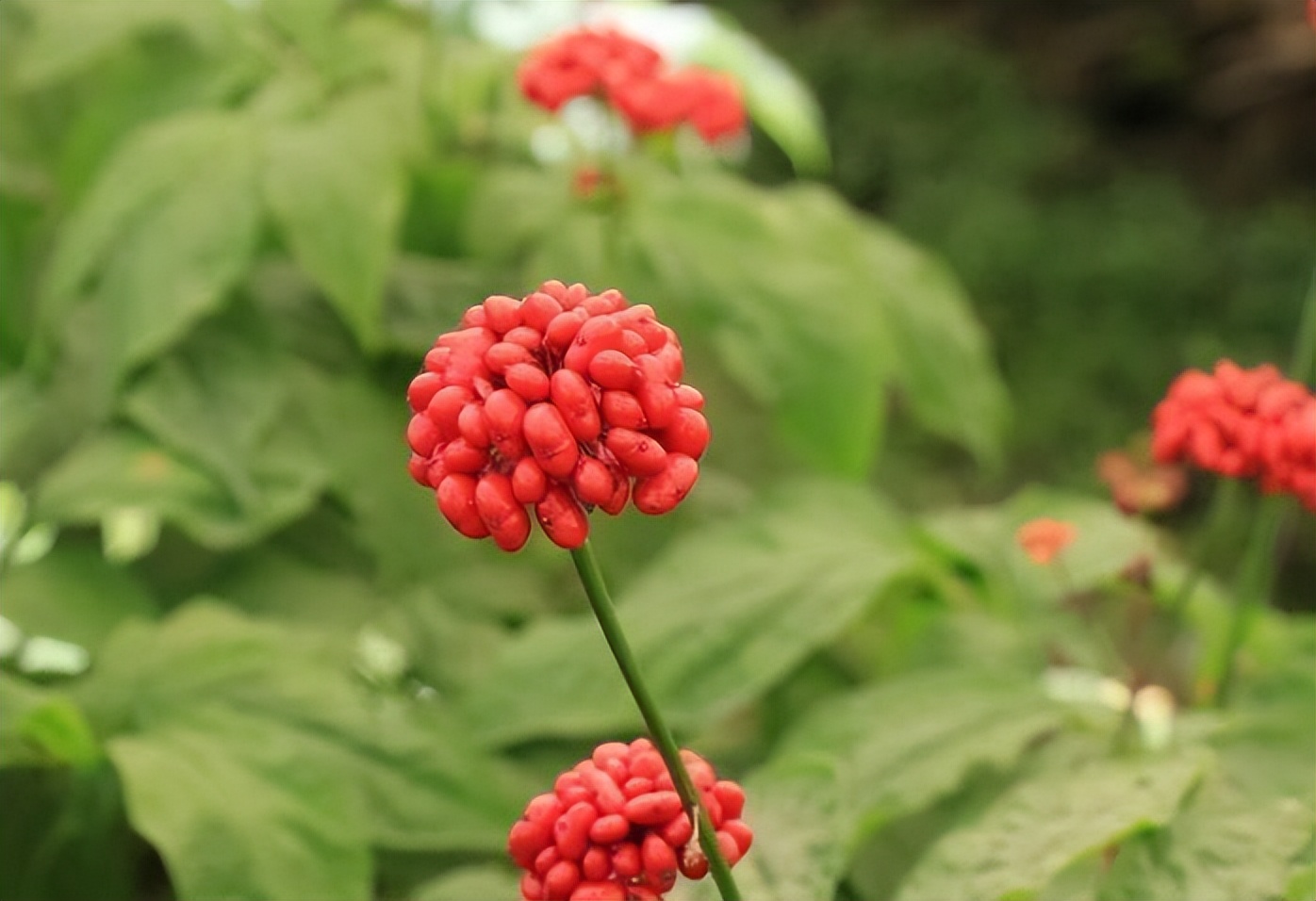 酵素菌技術(shù)，破解連作障礙困局，助力藥材產(chǎn)業(yè)健康持續(xù)發(fā)展