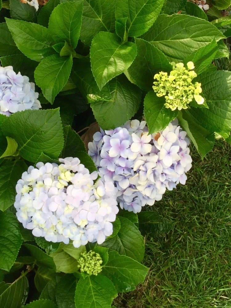 耐晒耐寒四季开花的花(花朵鲜艳耐热耐寒的四种花)