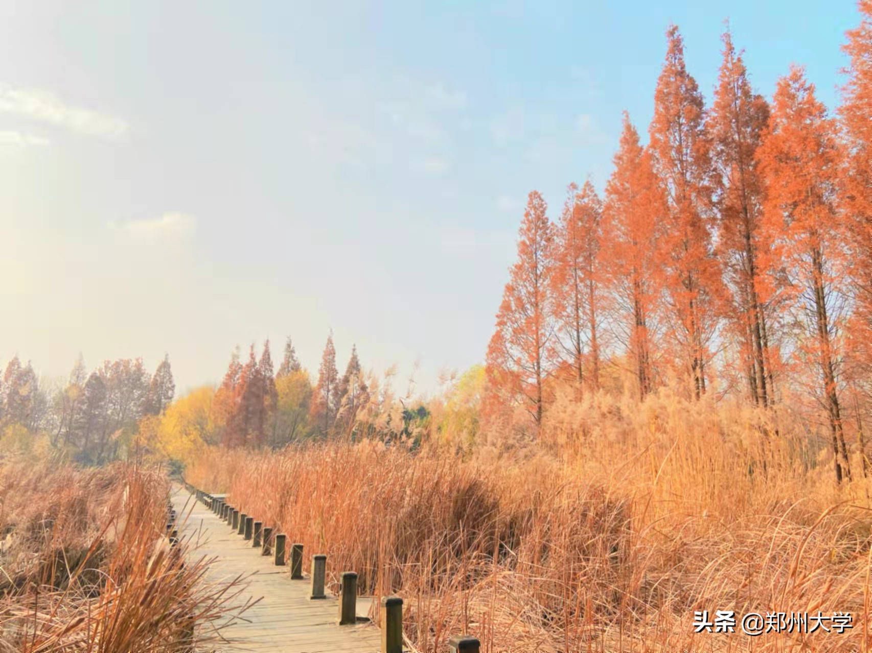 与你，郑大的日日夜夜…
